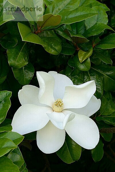 Südliche Magnolie (Magnolia grandiflora)