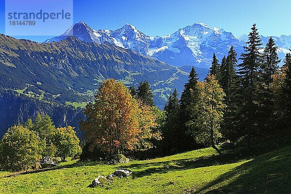 Lauterbrunnental  Eiger  3970 m  Mönch  4107 m  und Jungfrau  4158 m  Blick von Sulwald  Berner Oberland  Schweiz  Europa