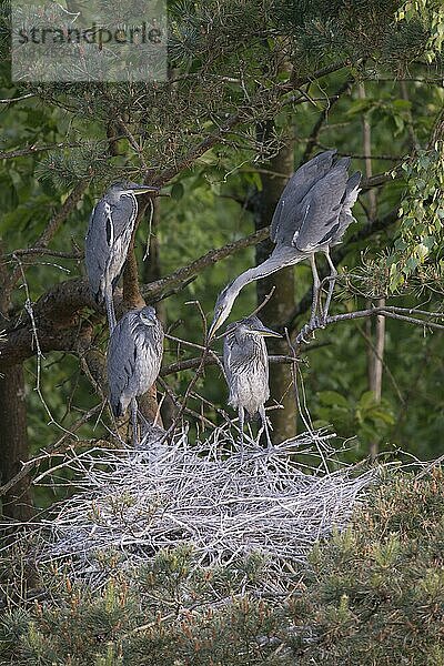 Graureiher (Ardea cinerea)