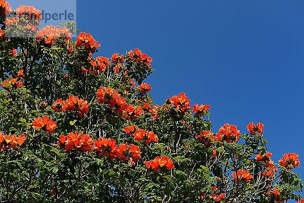 Afrikanischer Tulpenbaum (Spathodea campanulata)  Funchal  Madeira  Portugal  Europa