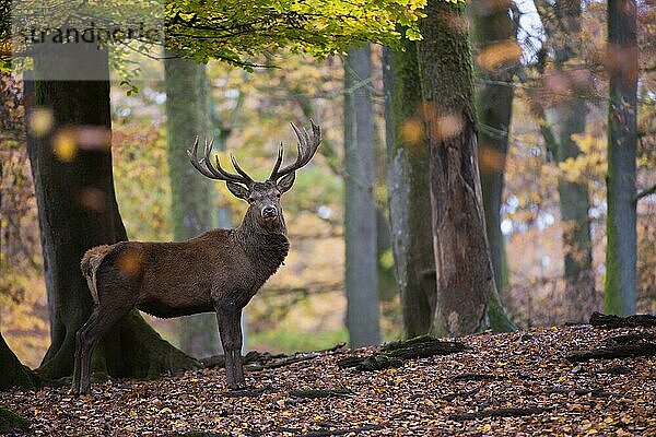 Rothirsch (Cervus elaphus)  Brunft  Rotwild  Herbst  Laubwald  Daun  Rheinland-Pfalz  Deutschland  Europa