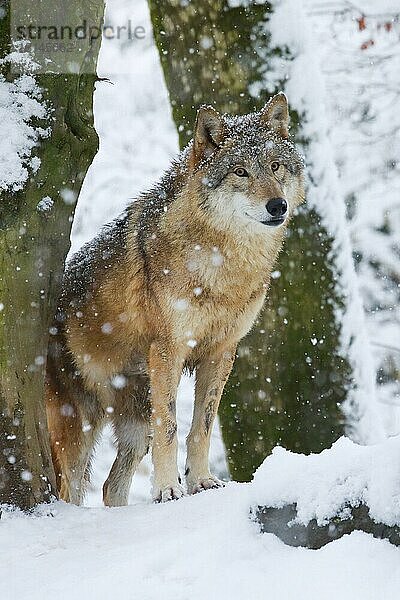 Wolf im Wald  Canis lupus lupus