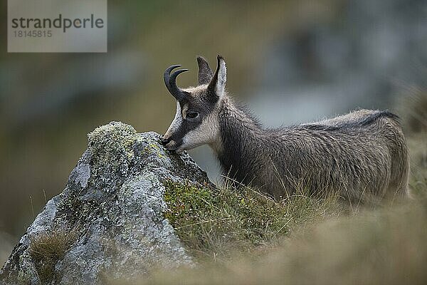 Gämse (Rupicapra rupicapra)  Vogesen  Frankreich  Europa