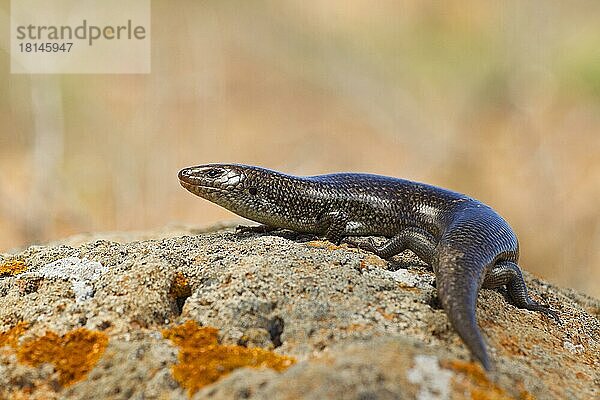 Purpurarien-Skink (Chalcides simonyi)  Fuerteventura  Spanien  Europa