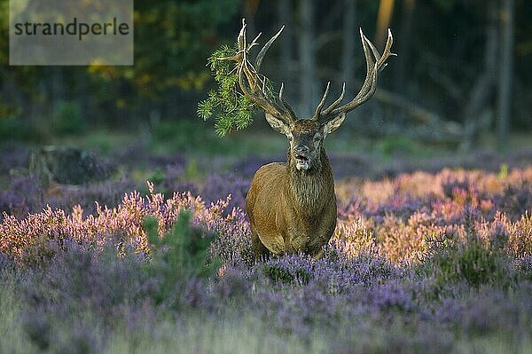 Rothirsch (Cervus elaphus)  männlich  Nationalpark Hoge Veluwe  Provinz Gelderland  Niederlande  Europa