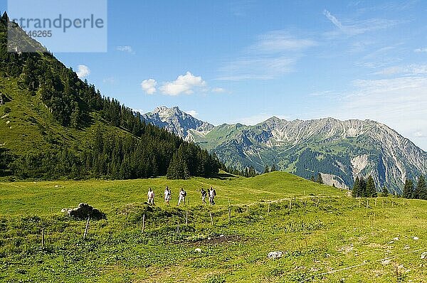 Willersalpe  Hinterstein  Hintersteiner Tal  Bad Hindelang  Allgäu  Bayern  Deutschland  Europa