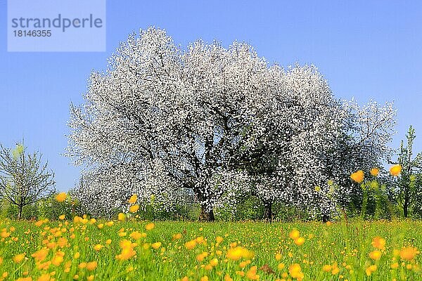 Blühender Kirschbaum (Prunus avium)  Schweiz  Europa