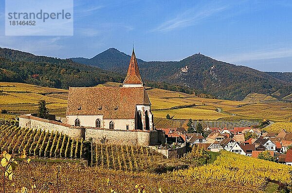 Herbstlich Weinberge rund um die Kirche von Hunawihr  Elsass  Frankreich  Europa