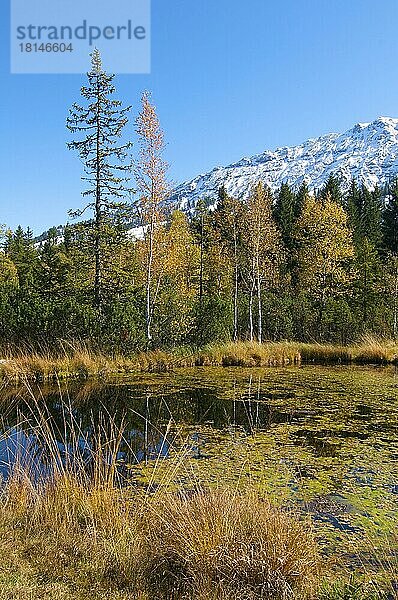 Moor bei Oberjoch  Allgäu  Bayern  Deutschland  Europa