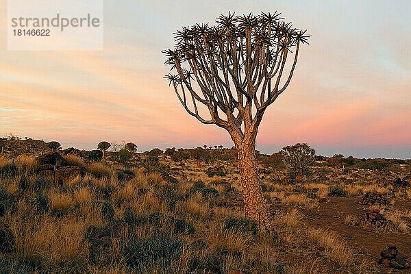 Köcherbäume (Aloe dichotoma)  Köcherbaumwald  bei Keetmanshoop  Köcherbaum  Namibia  Afrika