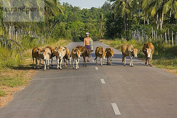 Kuhhirte treibt Kühe auf Straße  Insel Phu Quoc  Vietnam  Asien