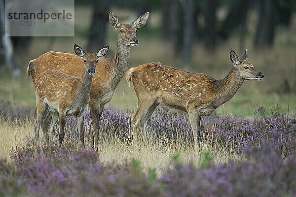 Rothirsche (Cervus elaphus)  Nationalpark Hoge Veluwe  Provinz Gelderland  Niederlande  Europa