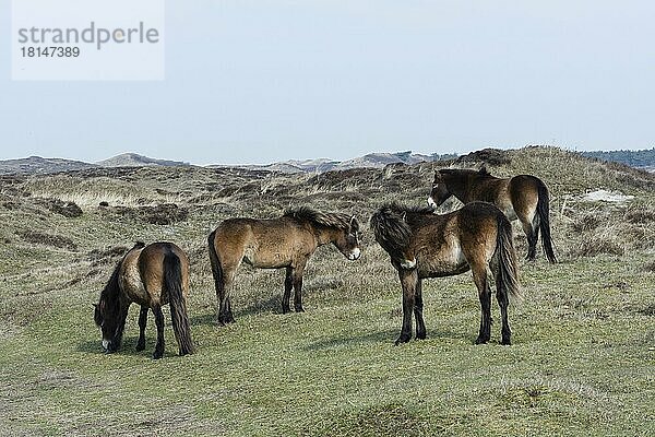 Exmoor-Pony  Nationalpark Duinen van Texel  Texel  Niederlande  Europa