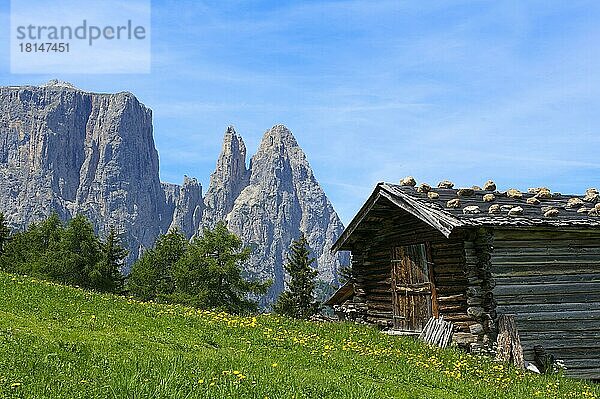 Alm auf der Seiser Alm mit Schlern  Dolomiten  Trentino Südtirol  Italien  Europa