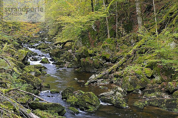 Buchberger Leite  Bachlauf mit Herbstwald  Oktober  Ringelai  Nationalpark Bayerischer Wald  Bayern  Deutschland  Europa
