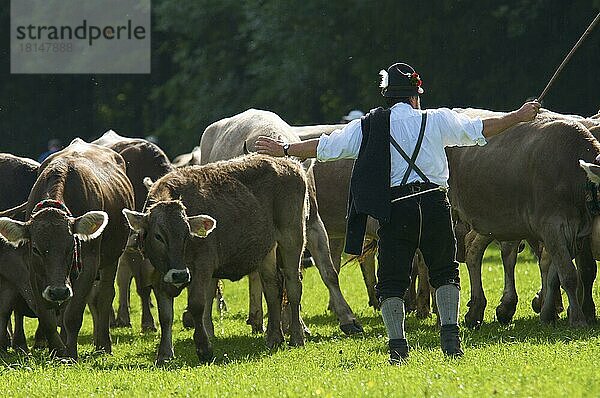 Viehscheid in Bad Hindelang  Allgäu  Bayern  Deutschland  Hausrind  Kuh  Kühe  Europa
