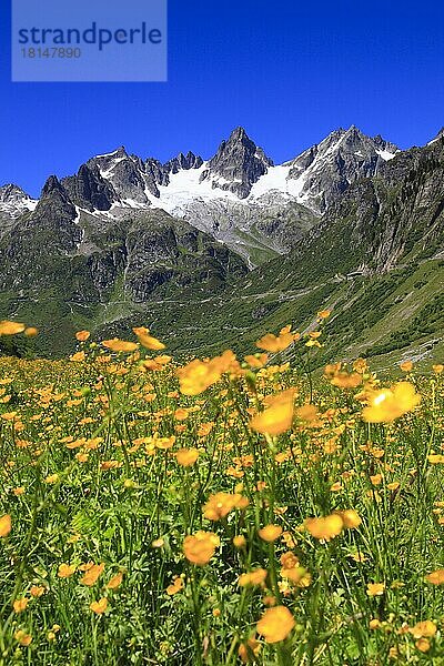 Scharfer Hahnenfuß (Ranunculus acris)  Fünffingerstöck  2994 m  Uri  Schweiz  Europa