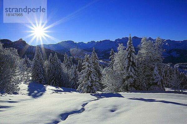 Mischwald  Innerschweizer Alpen  Zentralschweiz  Schweiz  Europa