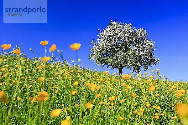 Blühender Apfelbaum  Blumenwiese  Schweiz  Europa