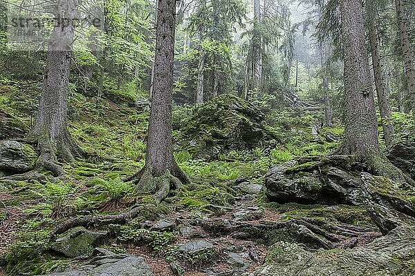 Urwald im Hoellbachgespreng  Nationalpark Bayerischer Wald  Bayern  Höllbachgespreng  Deutschland  Europa