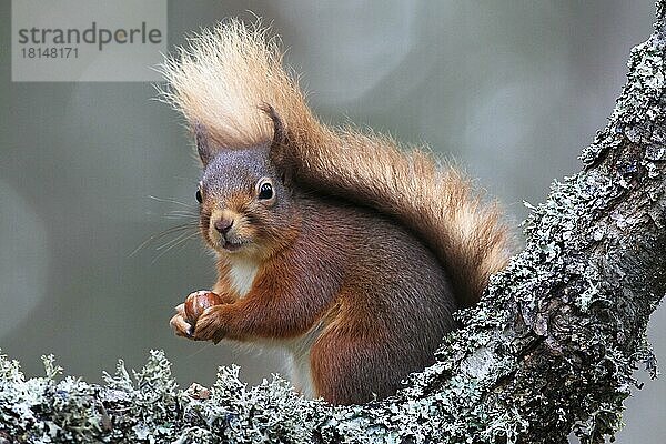 Eichhörnchen (Sciurus vulgaris)  Cairngorms Nationalpark  Schottland  Großbritannien  Europa