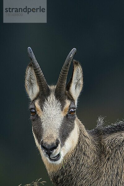 Gämse (Rupicapra rupicapra)  Vogesen  Frankreich  Europa