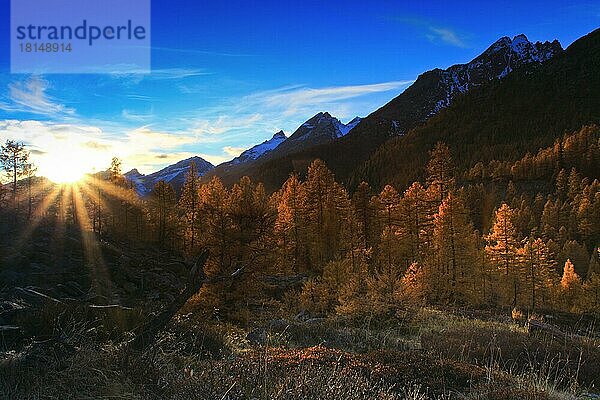 Lärchenwald  Lötschental  Wallis  Schweiz  Europa