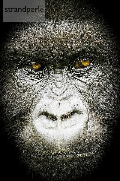 Nahaufnahme des Gesichts eines Silberrücken-Berggorilla (Gorilla beringei beringei)  aus der Susa-Gruppe  Parc de Volcanes  Ruanda  Afrika