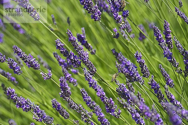 Lavendelfelder bei Sault  Provence  Provence-Alpes-Cote d'Azur  Frankreich  Europa