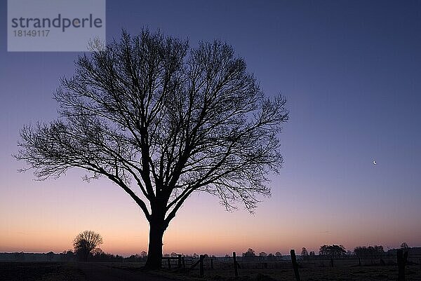 Einzelner Baum in der Morgendämmerung  mit untergehendem Mond  morgens  Februar  NSG Dingdener Heide  Nordrhein-Westfalen  Deutschland  Europa