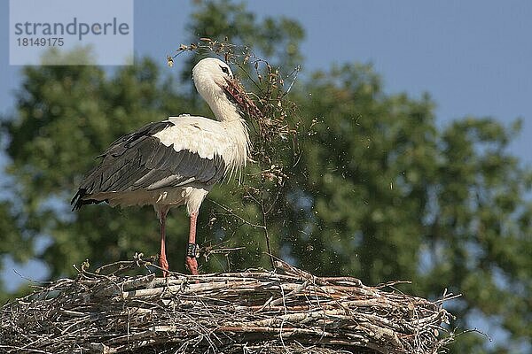 Erwachsener Weissstorch im Nest (Ciconia ciconia)  Saxony-Anhalt  Deutschland  Europa