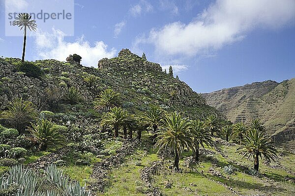 Valle Gran Rey  La Gomera  Kanarische Inseln  Spanien  Europa