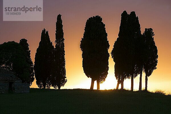 Zypressen  Val d'Orcia  Toskana  Italien  Europa