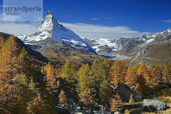 Matterhorn und Lärchen  Wallis  Schweiz  Gesperrt für Kalender-Cover 2021  deutschsprachiger Raum  Europa