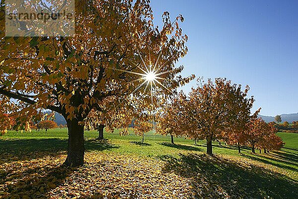 Kirschbäume im Herbst  Basel-Landschaft  Schweiz  Europa
