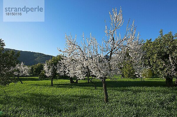 Mandelbaumplantage  Mandelblüte  Mandelbäume  Mandelplantage  Serra de Tramuntana  Mallorca  Balearen  Spanien  Europa