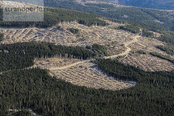 Abholzung der Wälder in der Region Gaspesie  Quebec  Kanada  Nordamerika