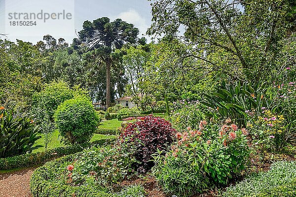Botanischer Garten  Quinta do Palheiro  Funchal  Madeira  Portugal  Europa