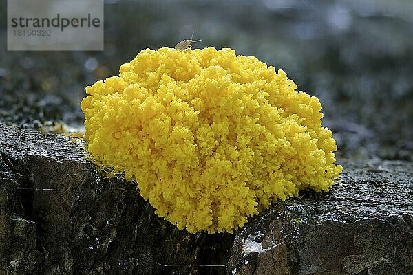 Gelbe Lohblüte (Fuligo septica)  Hexenbutter  Niedersachsen  Deutschland  Europa