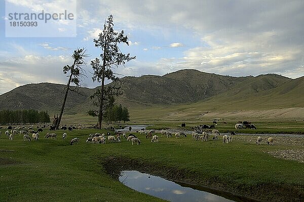 Schafherde am Ider  Selenge  Mongolei  Asien