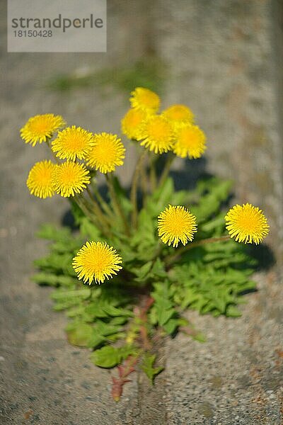 Gewöhnlicher Löwenzahn (Taraxacum officinale)  Berlin  Deutschland  Europa