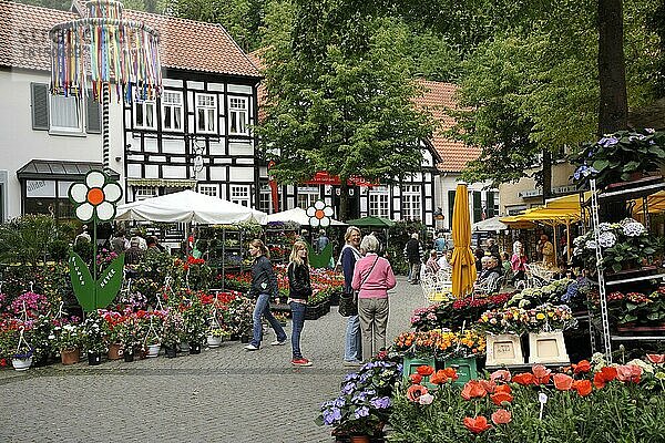 Markt  Tecklenburg  Niedersachsen  Deutschland  Europa