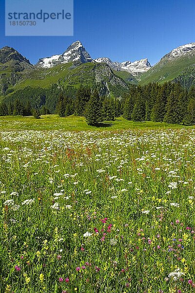 Alp Flix  Graubünden  Schweiz  Europa