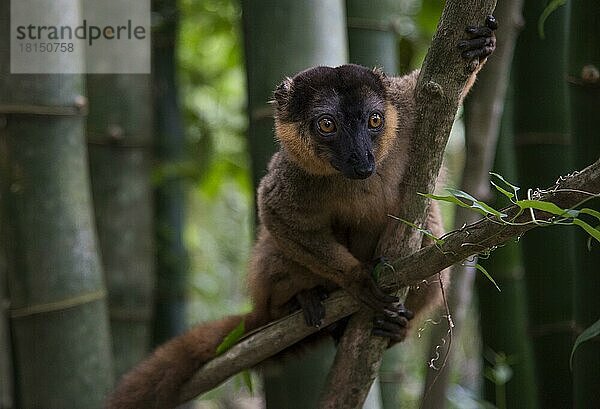 Braunlemur (Lemur fulvus) Nahampoina  Madagaskar  Afrika