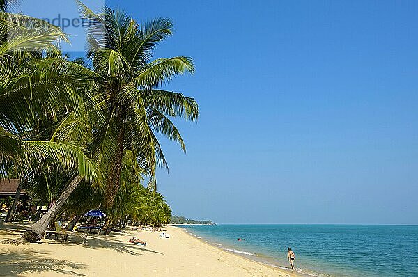 Mae Nam Beach  Insel Ko Samui  Thailand  Südthailand  Palmenstrand  Palmen  Asien