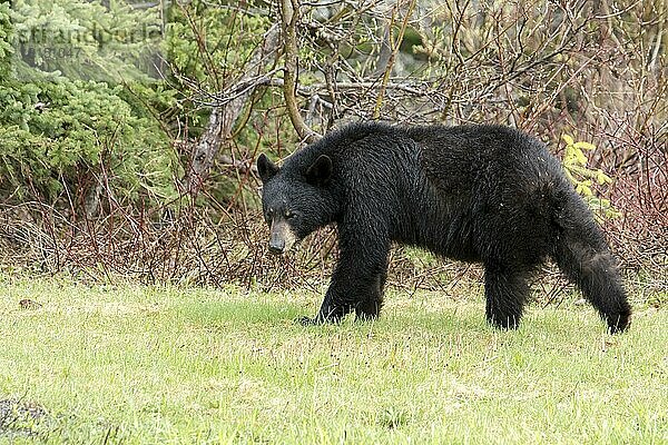 Schwarzbär  Schwarzbären  Bären  Raubtiere  Säugetiere  Tiere  Black bear sow (Ursus americanus)  Forillon national park  Quebec  Canada