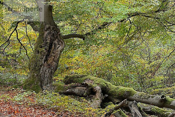 Alte Hutebuche (Fagus sylvatica)  Hutewald Halloh bei Albertshausen  Bad Wildungen  Naturpark Kellerwald-Edersee  Hessen  Deutschland  Europa