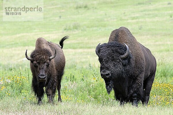 Büffel (Bisonbison)  männlich  weiblich  Custer State Park  South Dakota  USA  Nordamerika