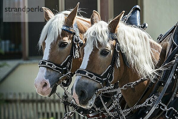 Haflinger Pferde im Zaumzeug  Oberlandler Gauverband Trachtenzug  Fischbachau  Alpenvorland  Bayern  Deutschland  Europa