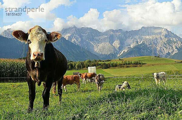 Hausrinder  Kühe auf Almwiese  Tannheimer Berge  Allgäuer Alpen  Tirol  Kuh  Kühe  Österreich  Europa